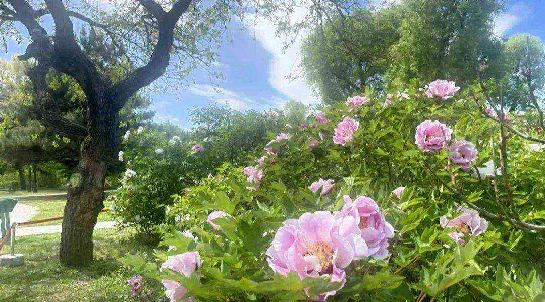 那年夏天，那年花开